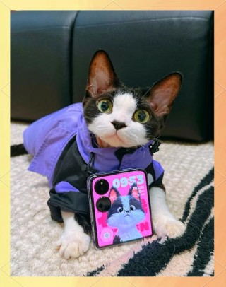 小米官方旗舰店爱互动在哪里？小米官方旗舰店正品小爱同学