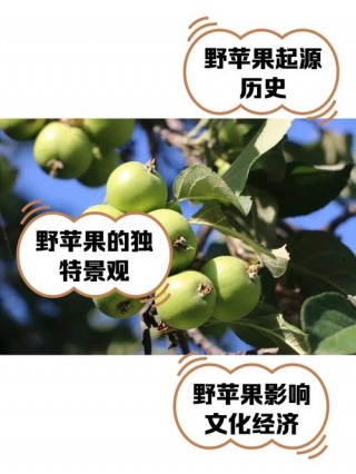 苹果一般卖多少钱一斤？苹果多少钱一斤算便宜