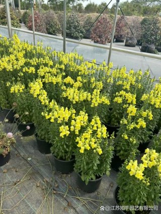 一加仑和二加仑的区别，一加仑 二加仑