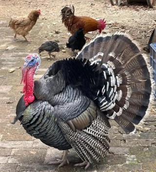 沭阳笔记本电脑推荐，沭阳笔记本电脑推荐售后