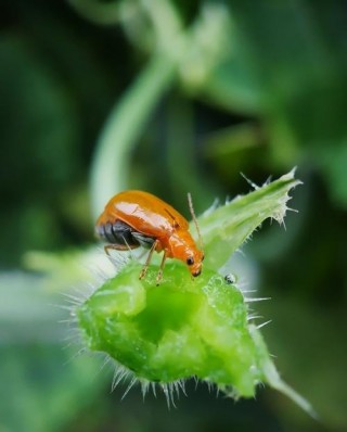 微距变焦镜头有哪些，变焦 微距镜头