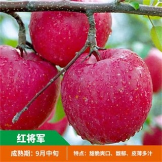 红富士苹果苗在哪里有卖，红富士苹果苗哪种好？