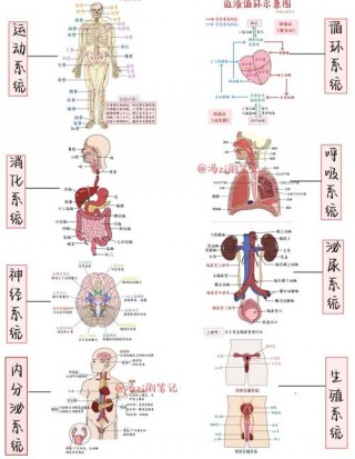 八大系统的主要功能？八大系统分类