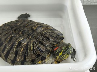 笔记本电脑硬壳龟包推荐，笔记本硬壳保护套？