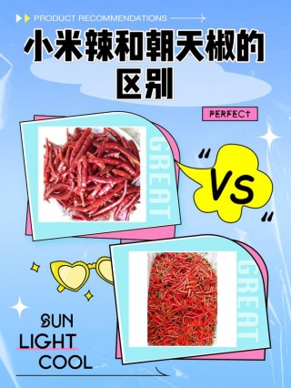 朝天椒和小米椒区别，朝天椒和小米椒区别哪个更辣？