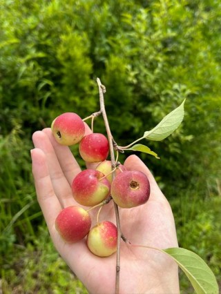 特别小的苹果叫什么水果，特别小的苹果叫啥？