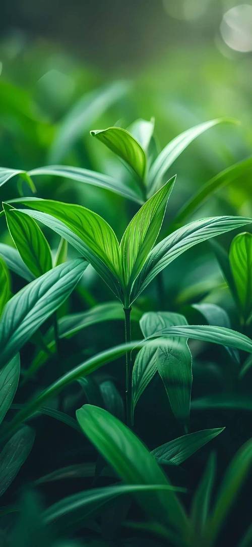 前十护眼手机屏幕排名