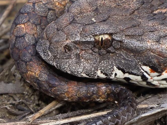 玖合星耀内存条怎么样