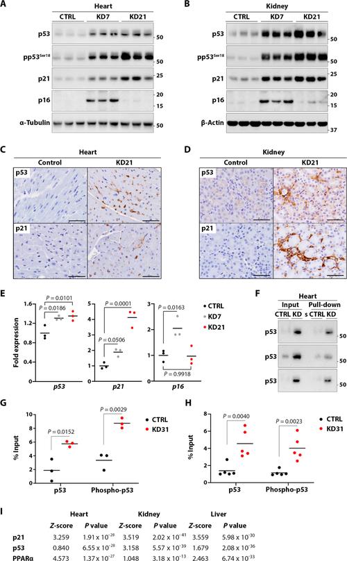 p3200显卡支持光线追踪吗