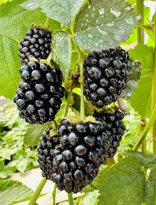 现在黑莓是9650好些还是9700好些呀?