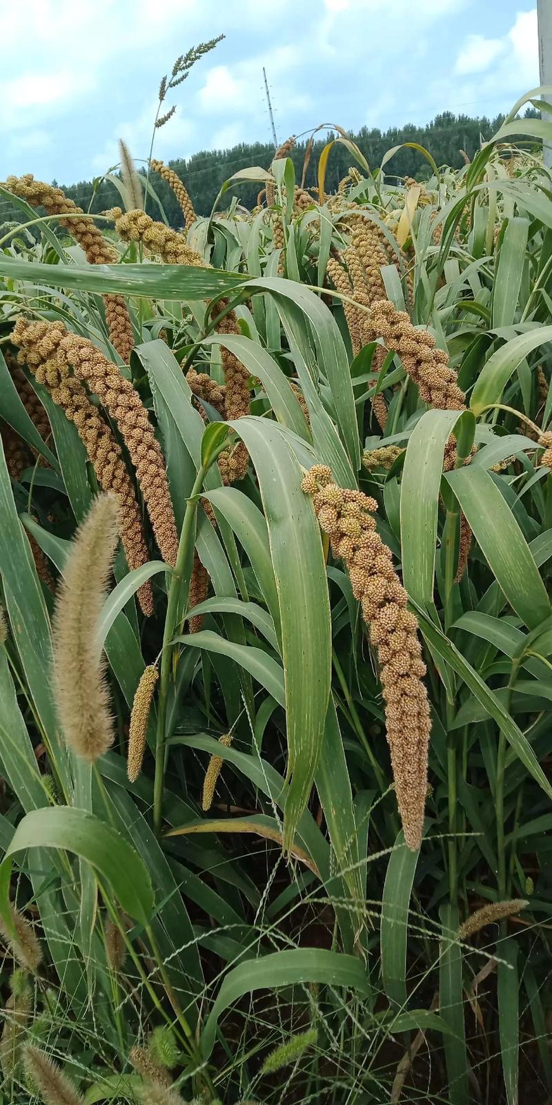 绿色的像小米一样的杂粮是什么