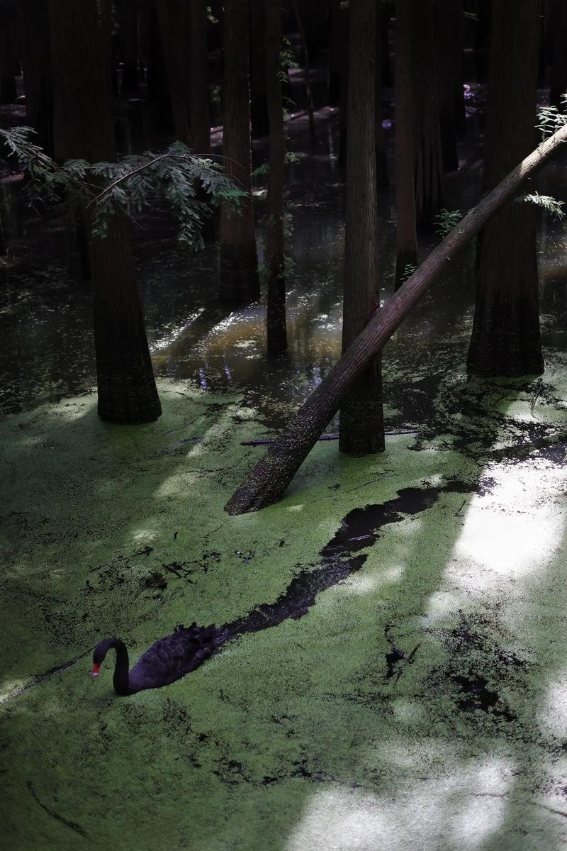 佳能18『2』00镜头适合旅游拍风光吗?哪位网友晓得?