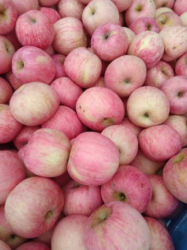 烟台“红富士”:女人的圣果!