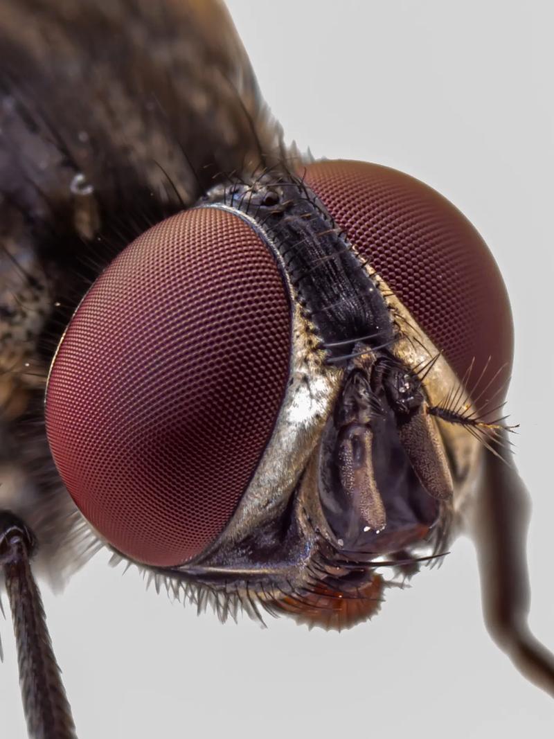 奥林巴斯相机:哪款适合微距拍摄?