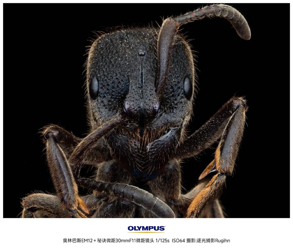 奥林巴斯相机有哪些型号