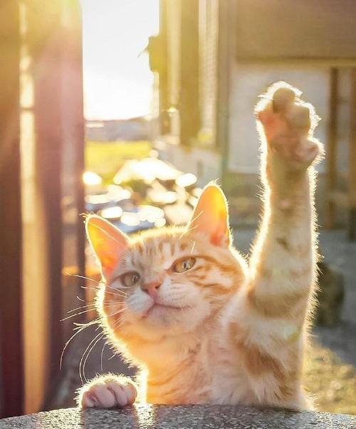 小米服务日什么时候