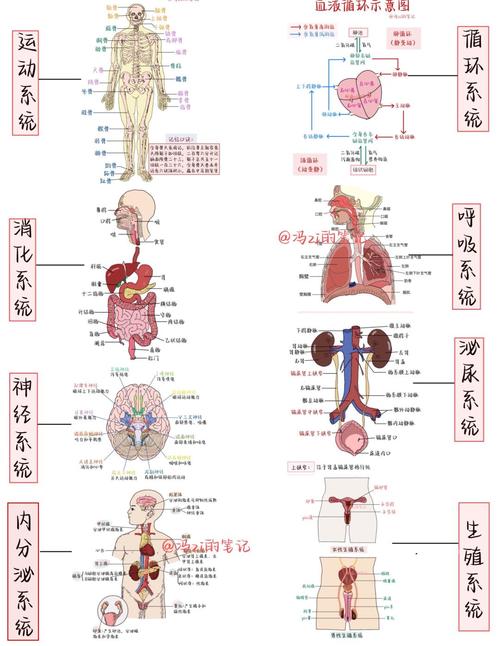 人体八大系统有哪些