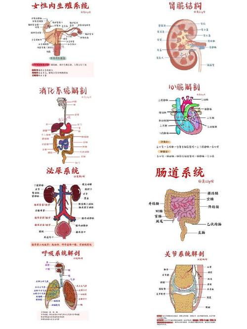 人体内的八大系统有哪些功能