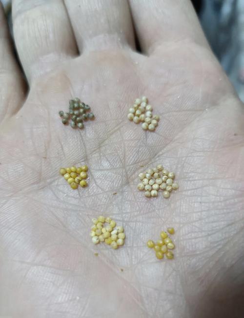 白小米和黄小米的区别