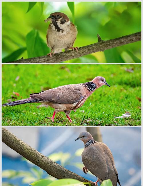 佳能5D拍鸟买什么镜头好70