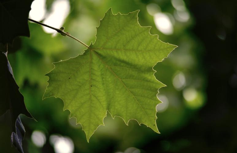 宾得镜头有绿圈和没绿圈的差别是什么?