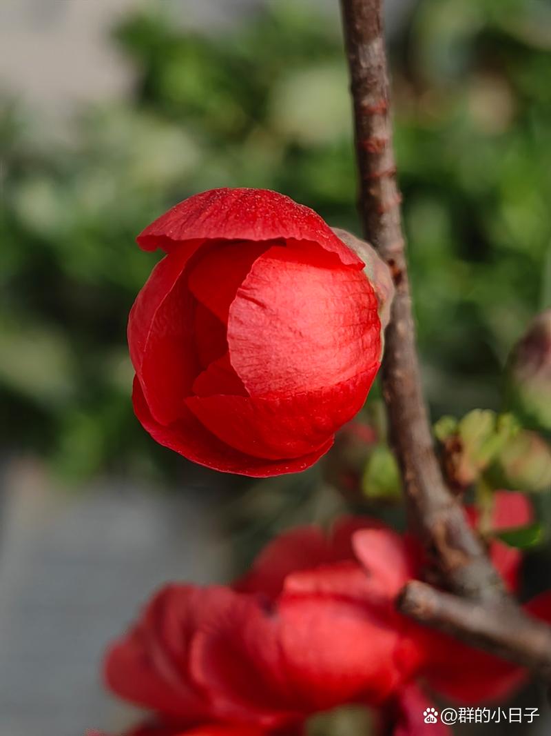 联想a670t手机屏上出现红色线条