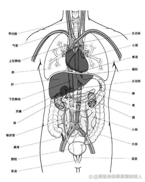 人体的八大系统是什么?