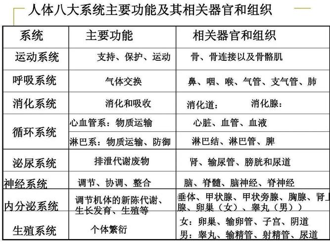 生物四大组织,八大系统