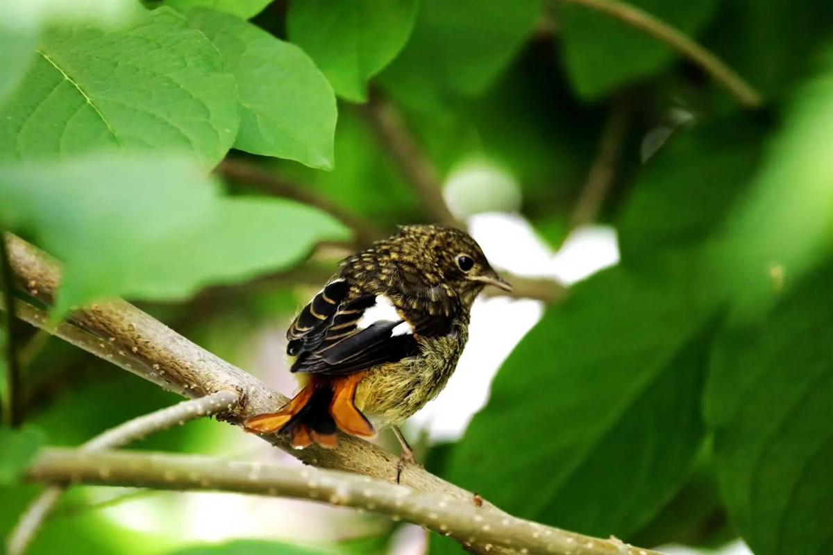 佳能5d4配什么镜头好