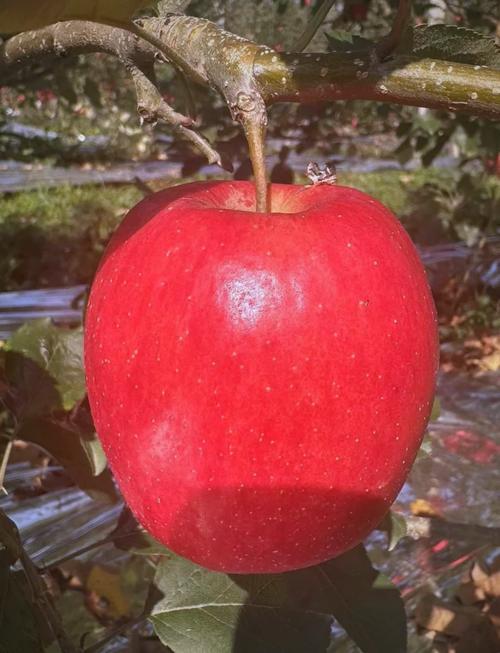 苹果14有哪些颜色款式介绍-苹果14颜色款式全面解析