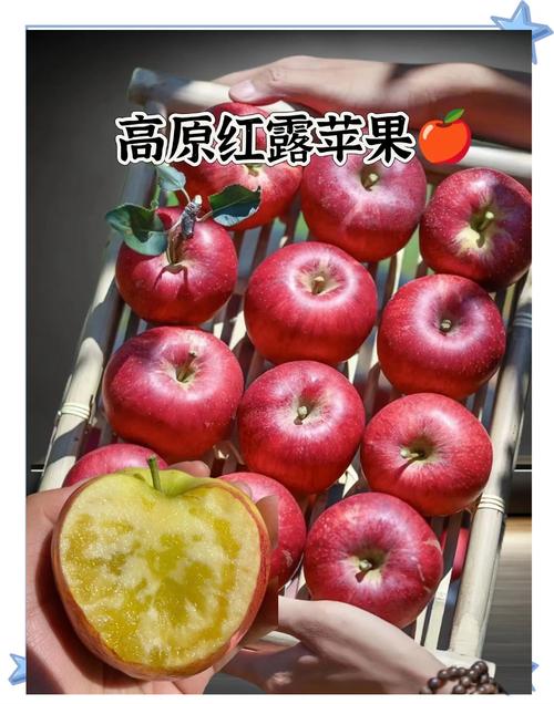 苹果7p红色是限量的吗