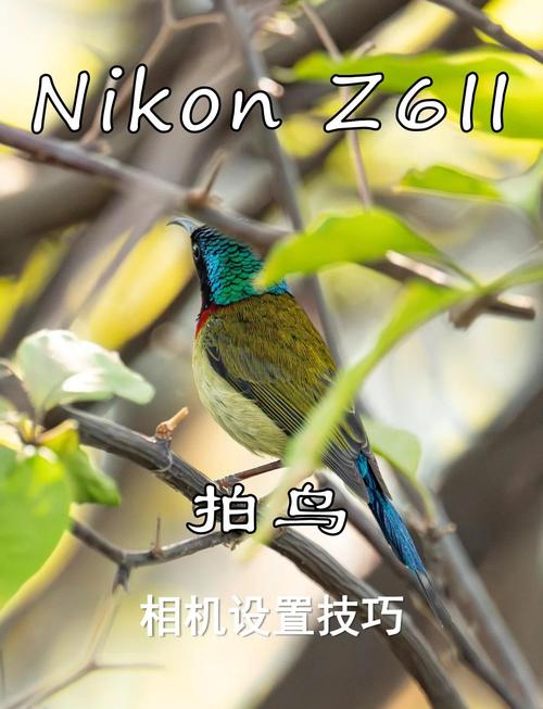 尼康D300S和D90对比如何?D300S配什么样的镜头好,费用如何?请高手指教...