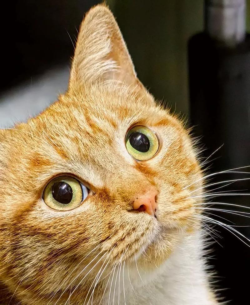 拍照好,性能好,内存多的华为手机