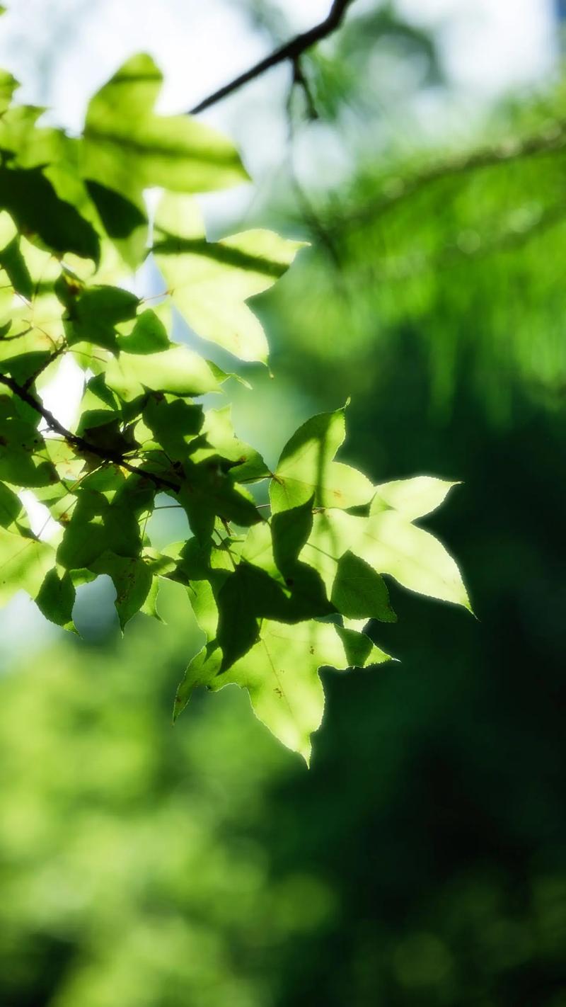 拍风景用什么单反相机