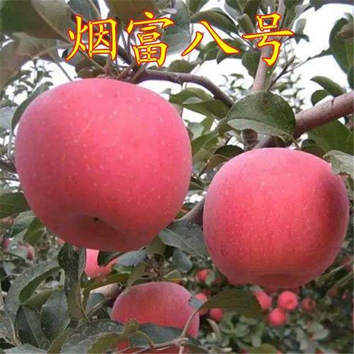 鲁丽苹果树苗多少钱一棵