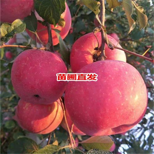 红富士苹果树苗一亩地栽植多少棵