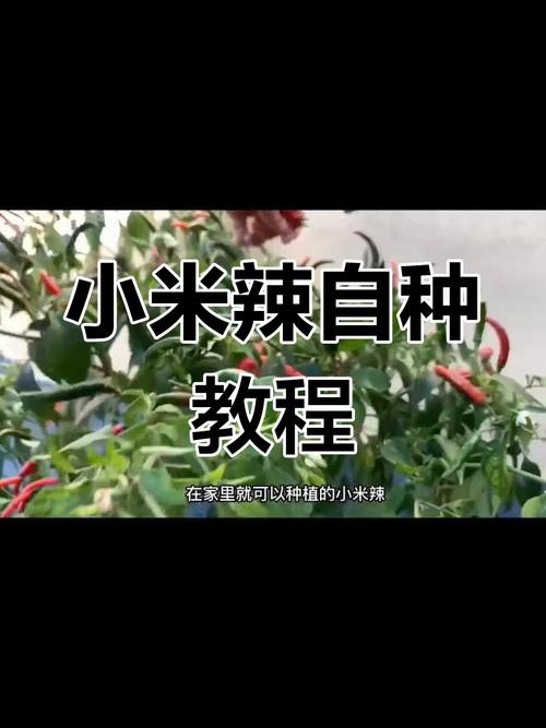 小米辣种植时间和方法