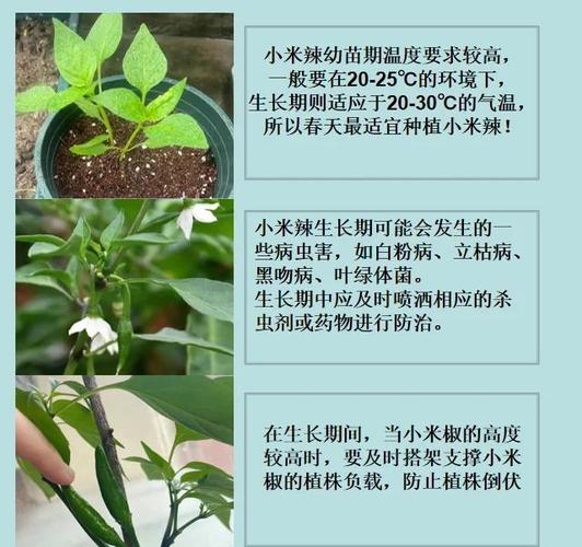 小米辣椒从开花到成熟需要多久?