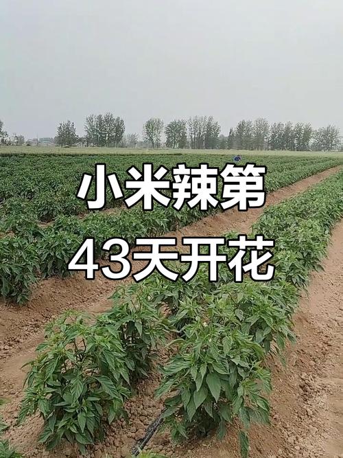 小米辣的种植与管理