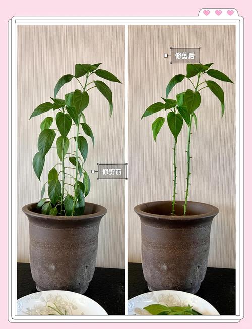 小米辣什么季节种植合适