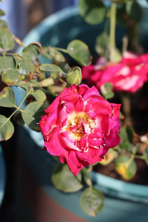 佳能拍微距用什么镜头