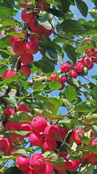太平果是什么水果?