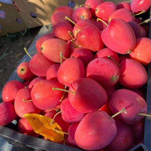 小苹果叫什么水果,像苹果的海棠果