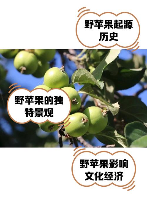 新疆野苹果一斤多少钱