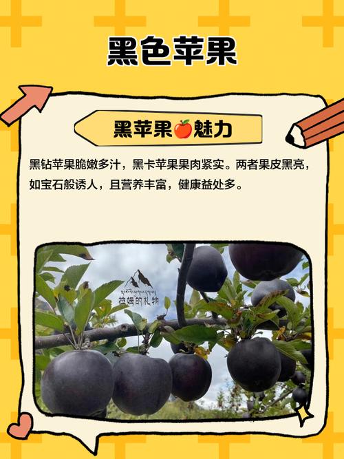黑色的水果有什么