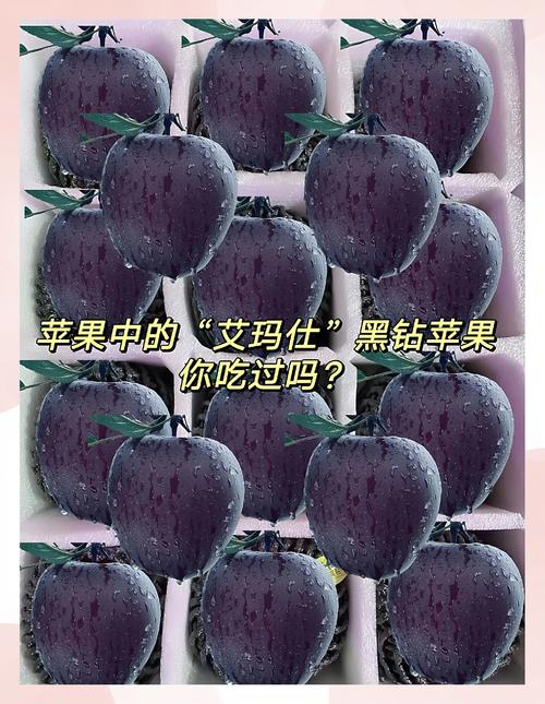 黑苹果是什么水果