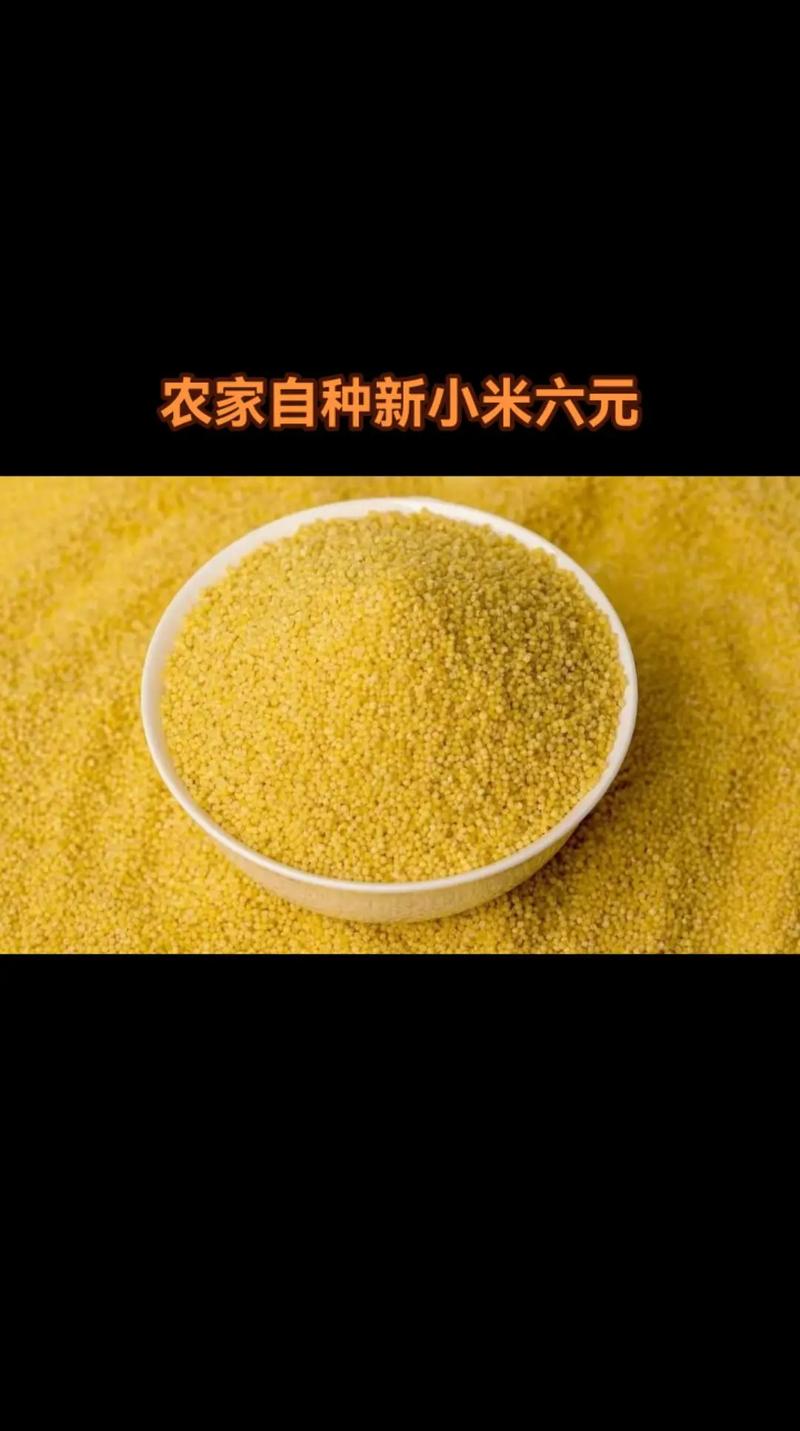 小米多少钱一斤