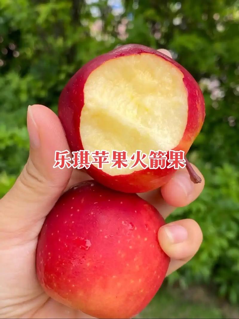 火箭苹果为什么这么贵