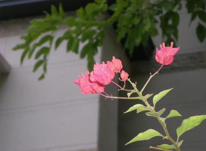 尼康S200相机新机拍一张照片3MB,用了几个月后怎么照片变成几百KB?恢...