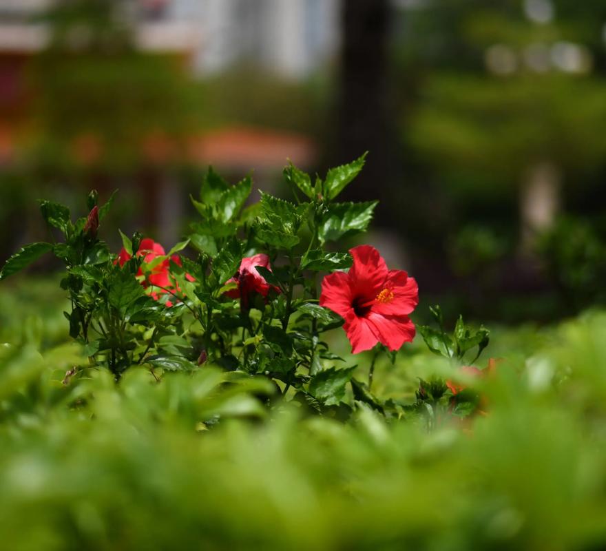 佳能RF镜头有哪些?佳能RF镜头推荐大全,不看=白买